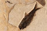 Outstanding, Fossil Palm and Fish Mural - Green River Formation #306521-7